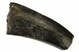 Serrated, Partial Tyrannosaur Tooth - Two Medicine Formation #149113-1